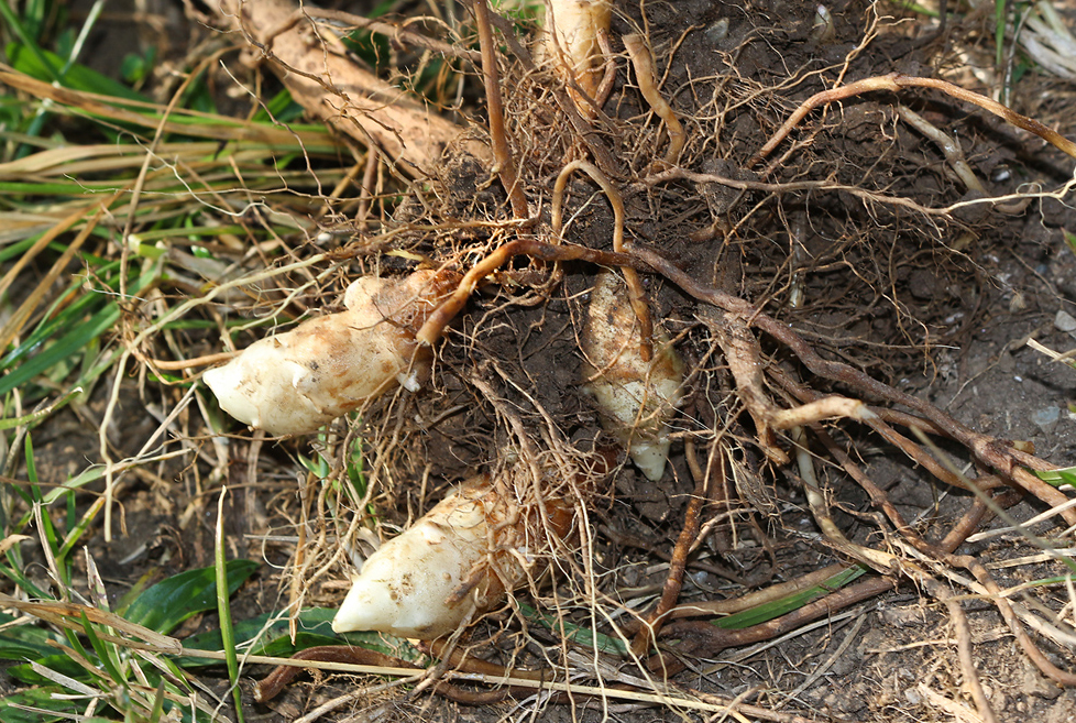 Topinambur, Indianer Kartoffel, „Süßkartoffel“ Neobiota Land Steiermark